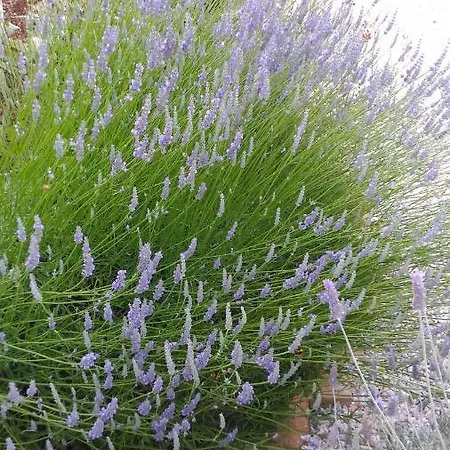 Profumo Di Provenza * Ostuni